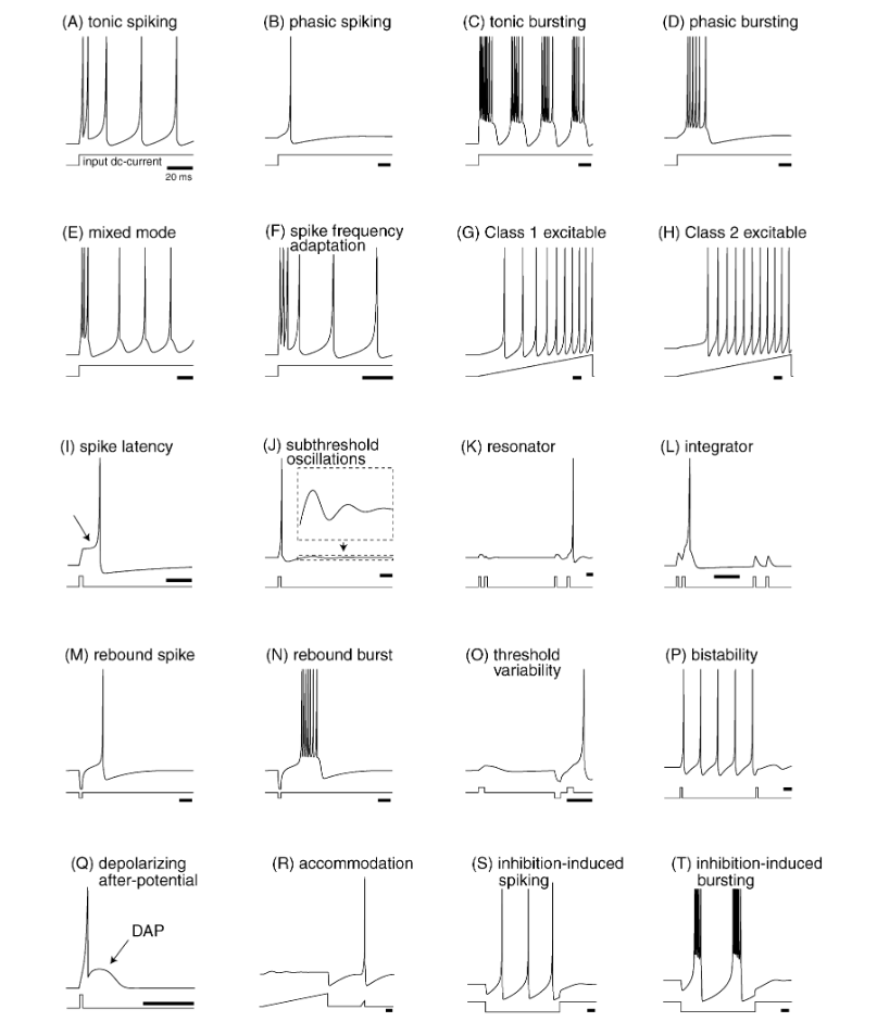 Neuronal dynamics observed for simple current stimulations. Electronic version of the figure and reproduction permissions are freely available at www.izhikevich.com